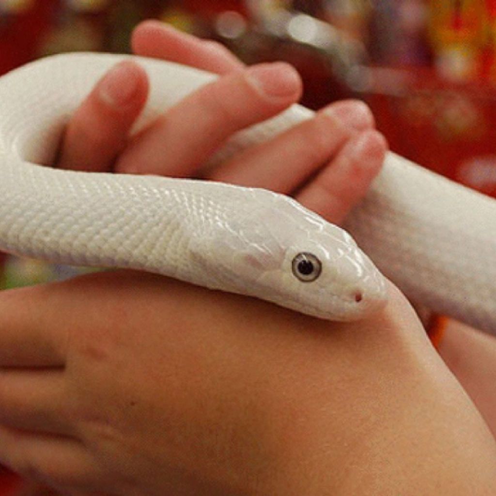 Белый уж змея. Приснилась белая змея. Ручные змеи без яда белые. Маленькая змея во сне к чему снится